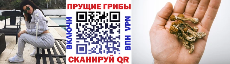 Галлюциногенные грибы мухоморы  Купить  Гусев 
